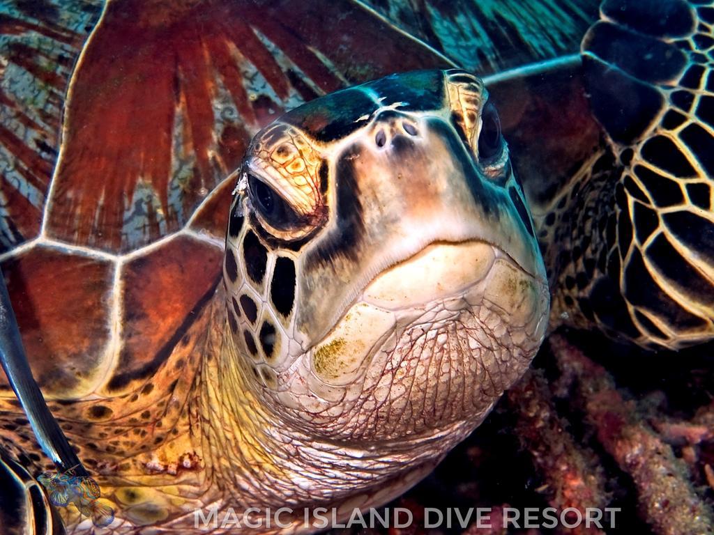 Magic Island Dive Resort Moalboal Ngoại thất bức ảnh