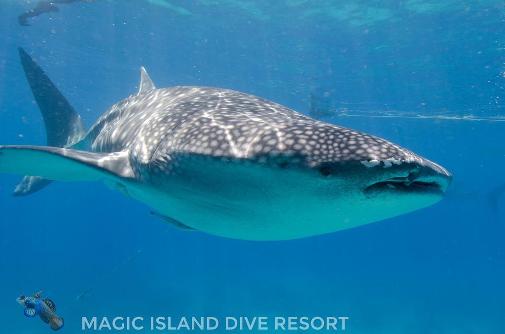 Magic Island Dive Resort Moalboal Ngoại thất bức ảnh